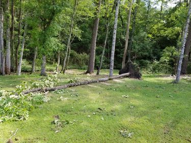 Downed tree