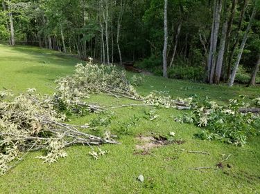 Downed tree