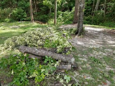 Downed tree