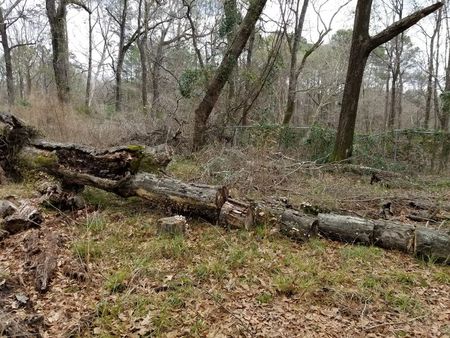 Fallen Tree