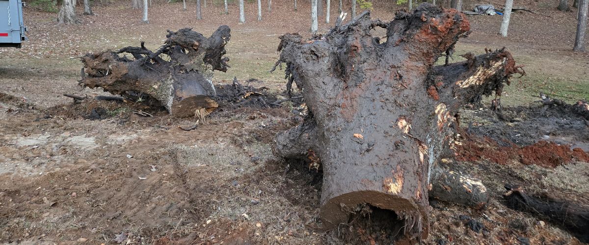 Stumps Pulled